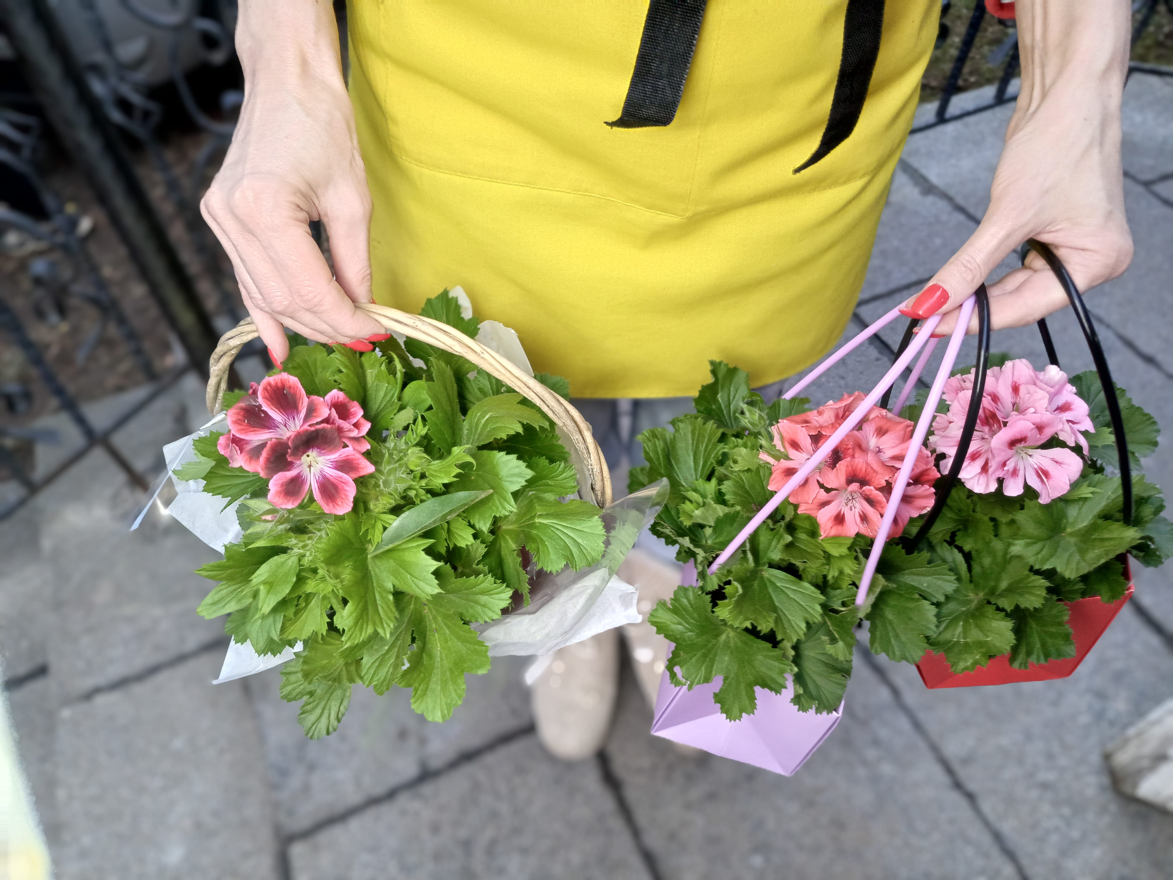 Пеларгония цветущая в корзине