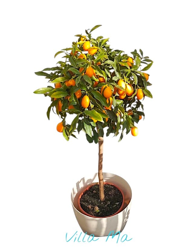 Кумкват Маргарита дерево