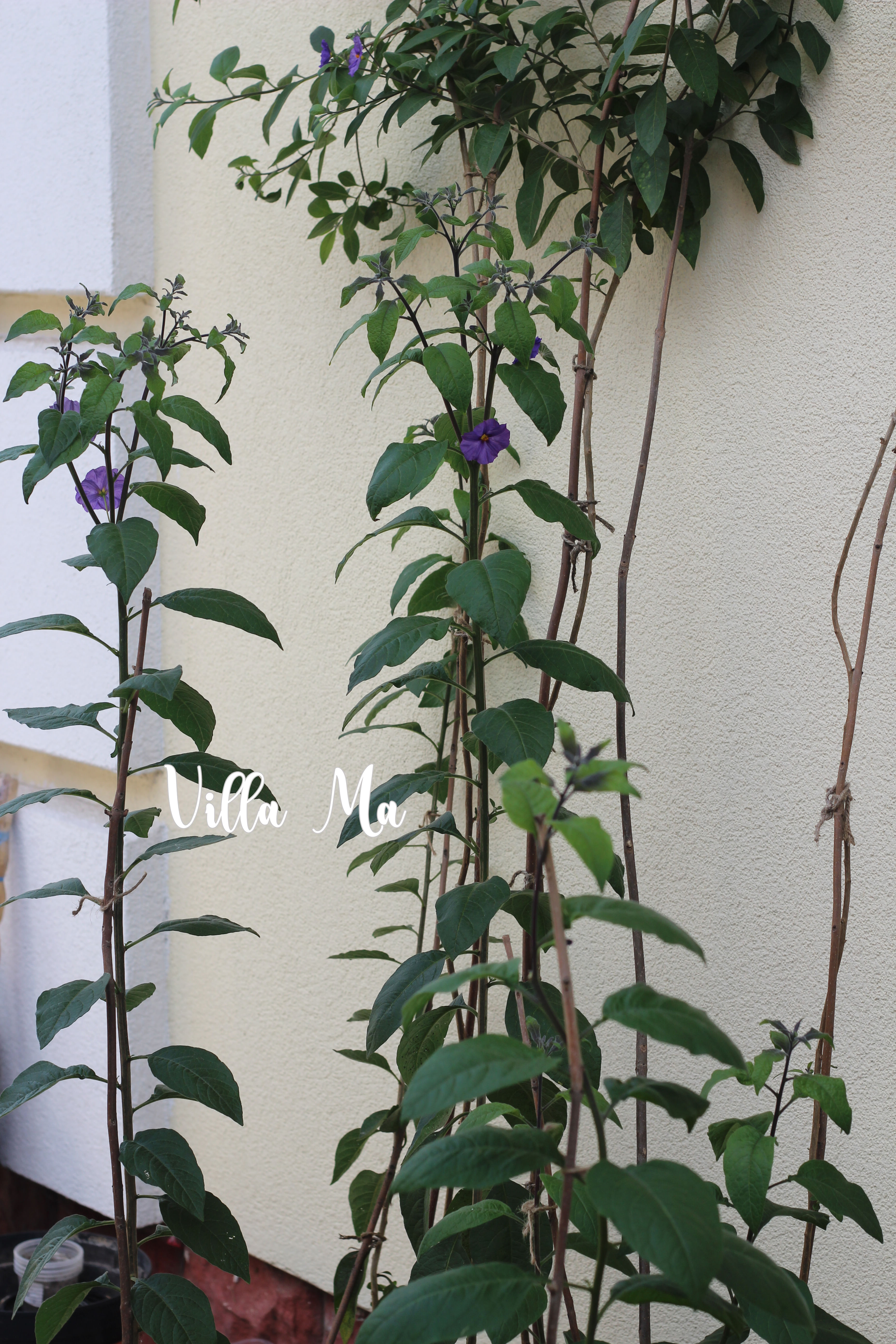 Лечение и подкормка уличных растений /садовник