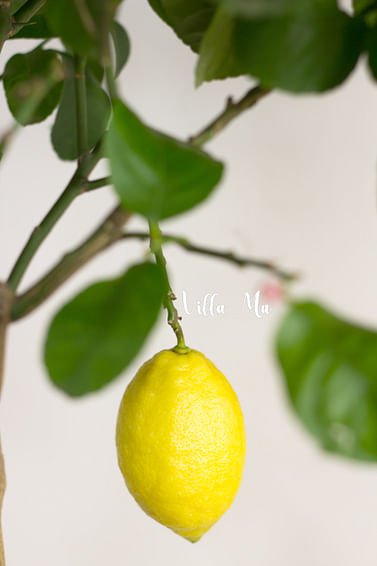 Лимон саженец д10-12 citrina