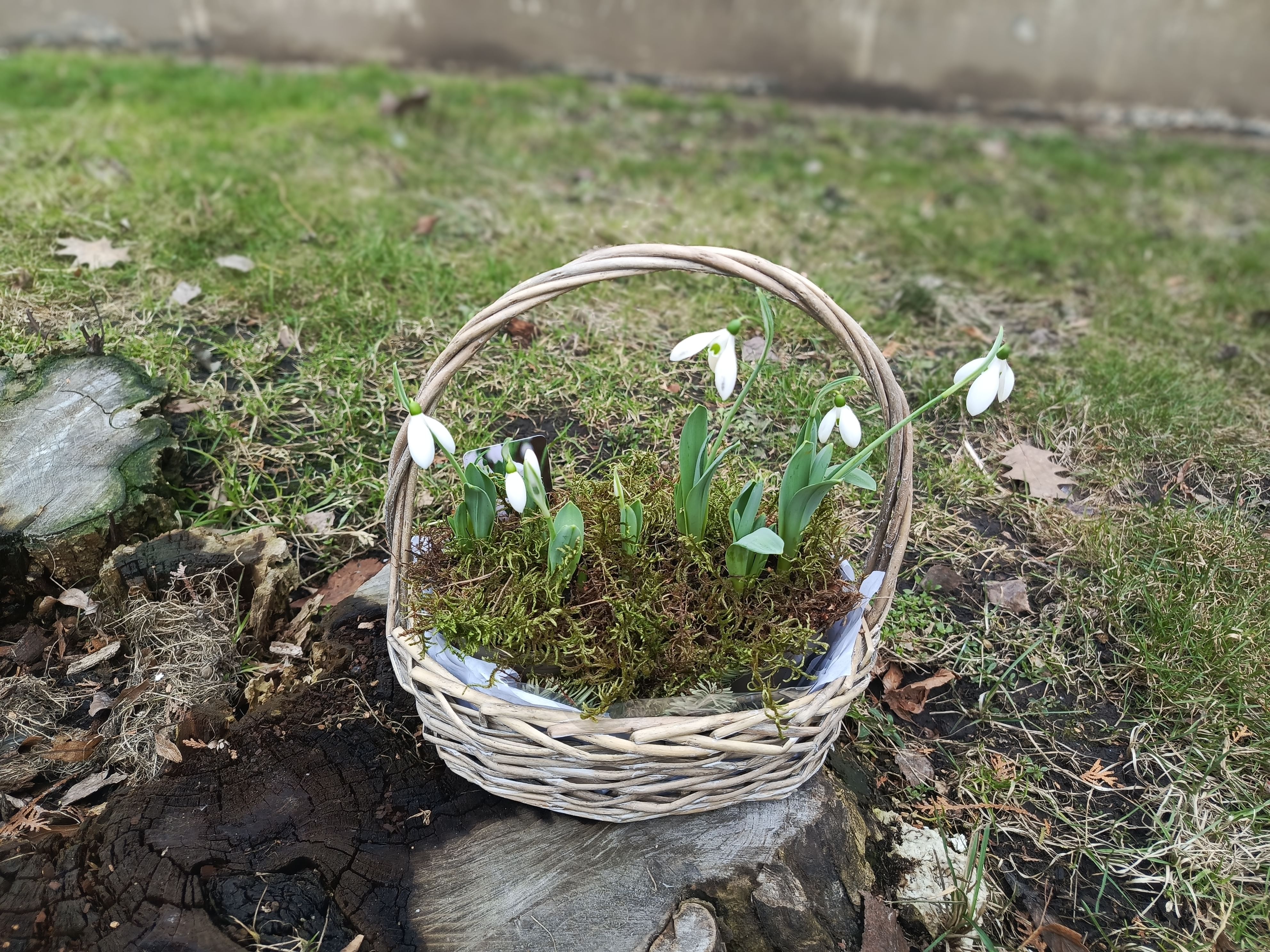 Корзинка из лозы овальная скошеная