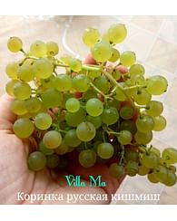 Виноград Коринка Кишмиш 3-4х лет садовый
