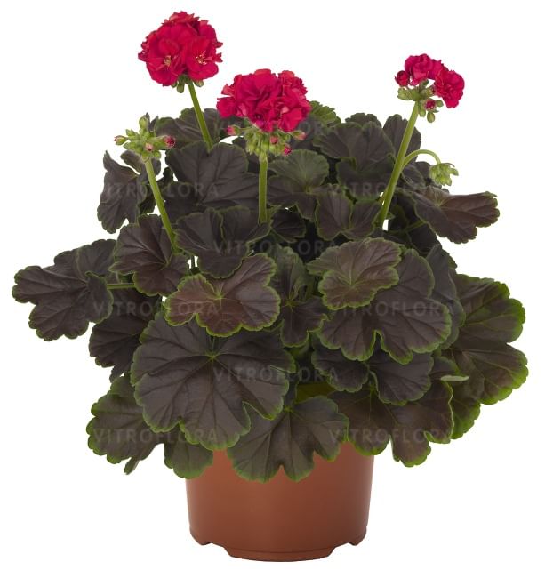 Пеларгония Черри Найт