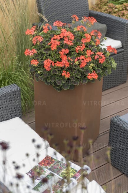 Пеларгония Файер Найт