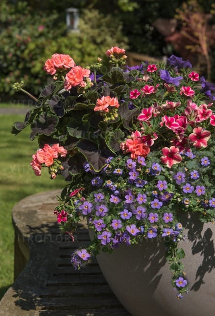 Пеларгония Сальмон Найт