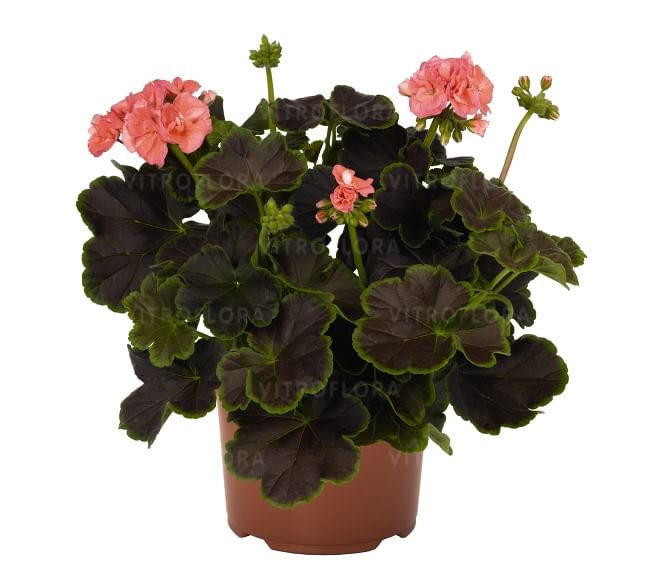 Пеларгония Сальмон Найт