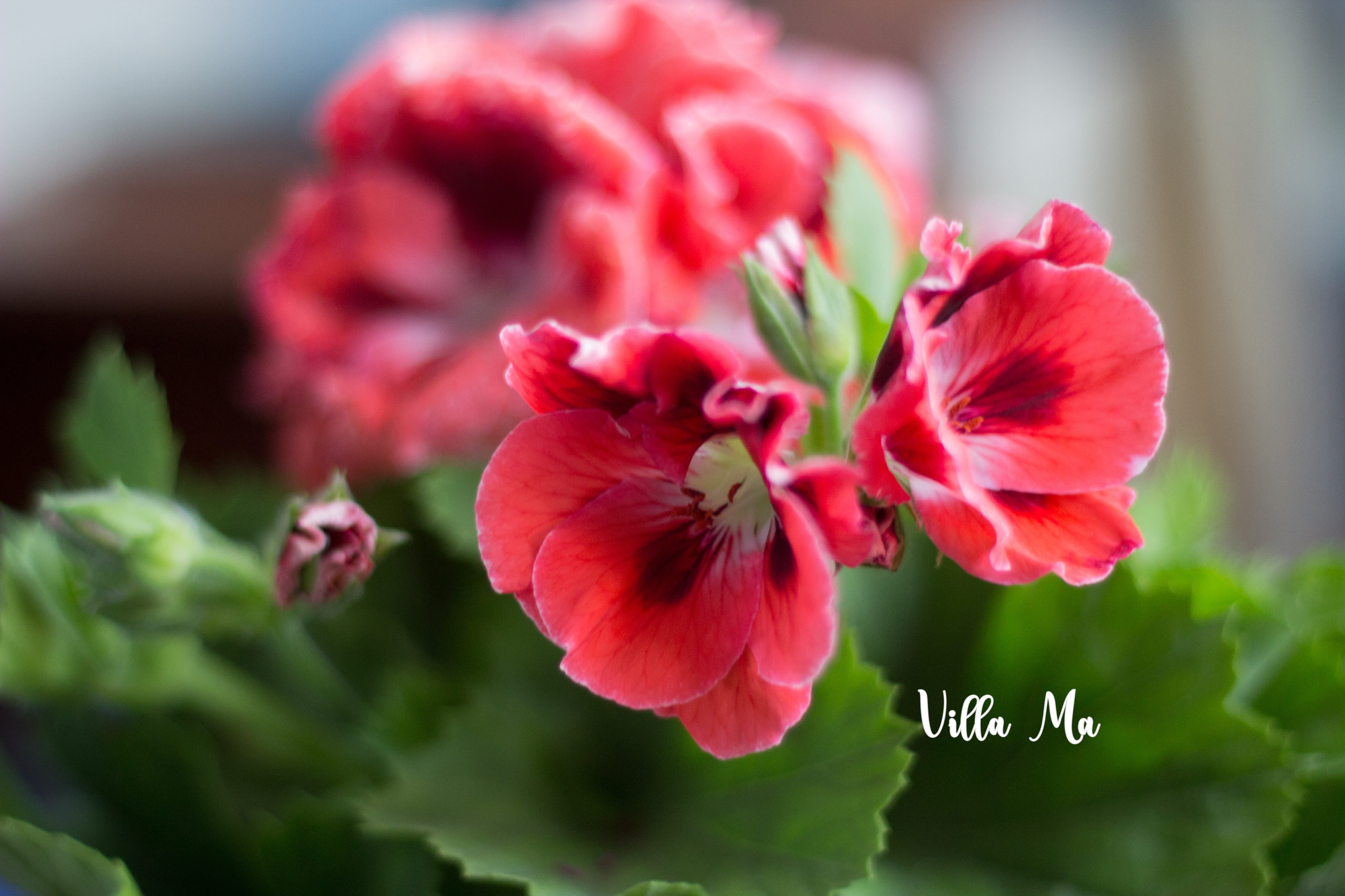 Пеларгония Санрайз 1 королевская