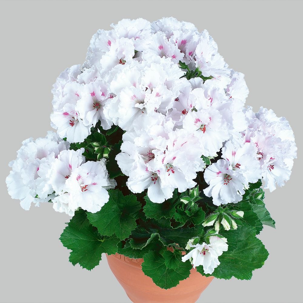 Пеларгония королевская Мона Лиза