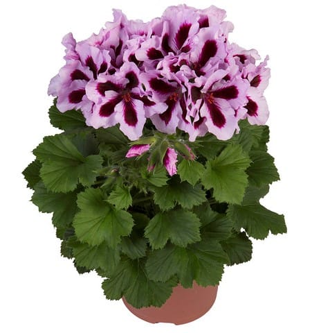 Пеларгония Патриция королевская