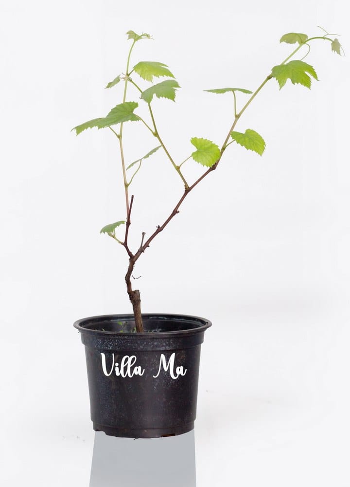 Виноград синий Чарли