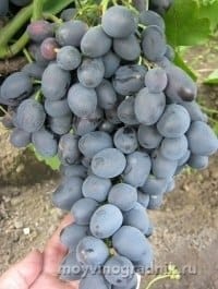 Виноград синий Чарли