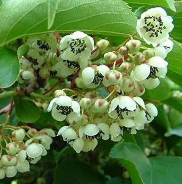 Актинидия аргута мужская