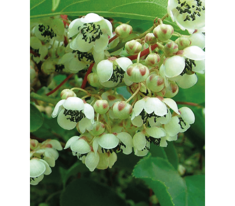 Актинидия аргута мужская