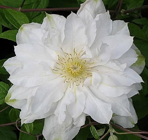 Клематис белый махровый