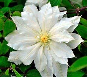 Клематис белый махровый