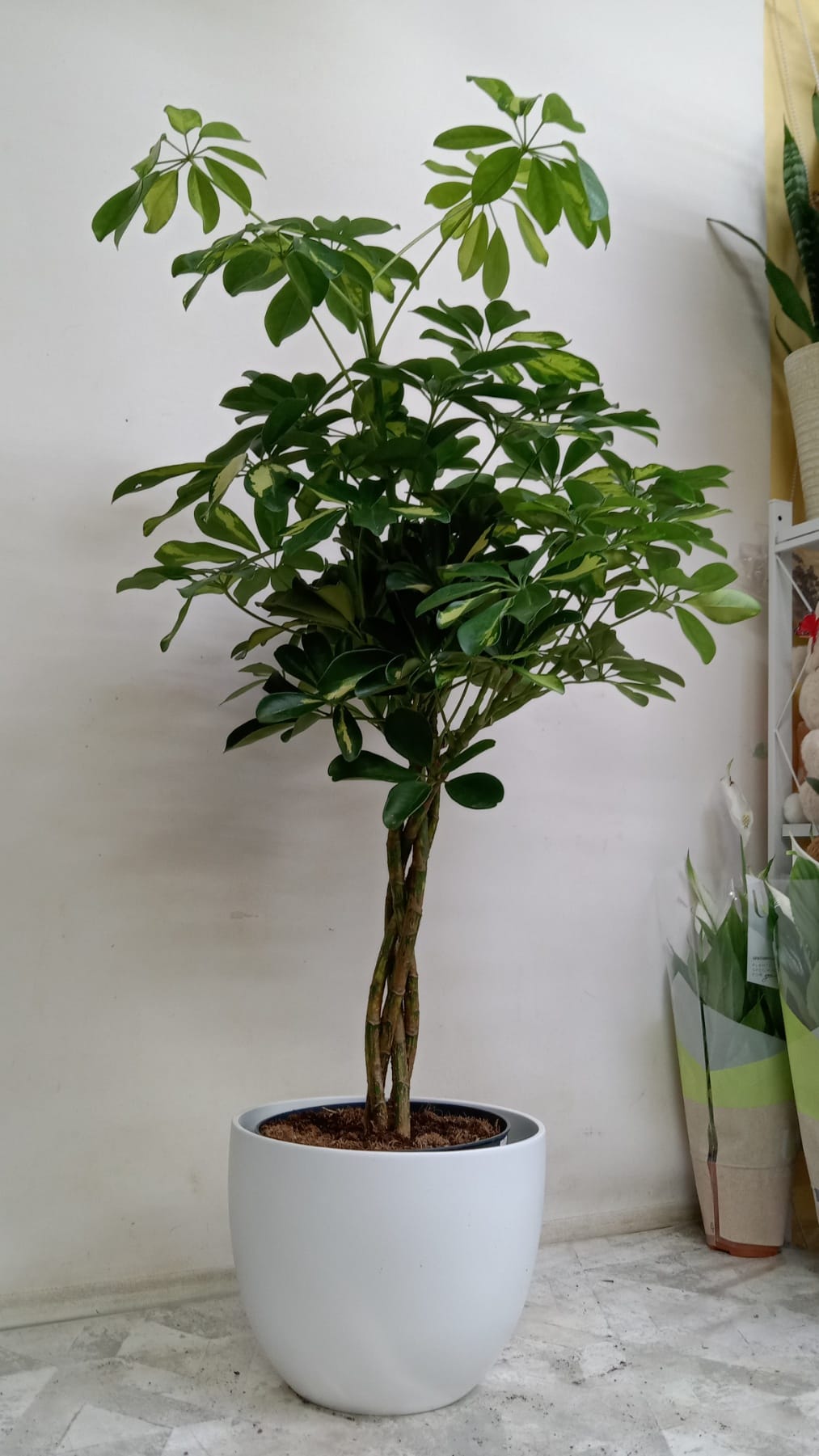 Шеффлера Голден капелла коса