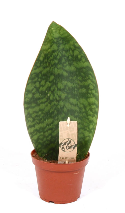 Сансевиерия Плавник Акулы