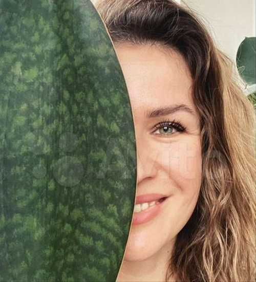 Сансевиерия Плавник Акулы