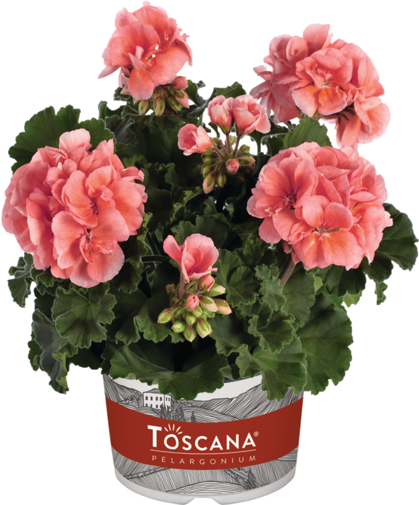 Пеларгония Тоскана Дольче Вита