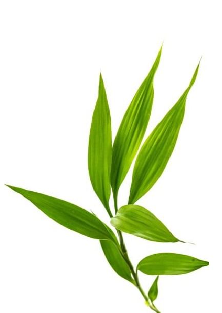 Бамбук обыкновенный Пальма