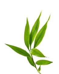 Бамбук обыкновенный Пальма Бамбук обыкновенный Пальма