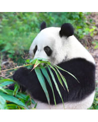 Бамбук обыкновенный Пальма Бамбук обыкновенный Пальма