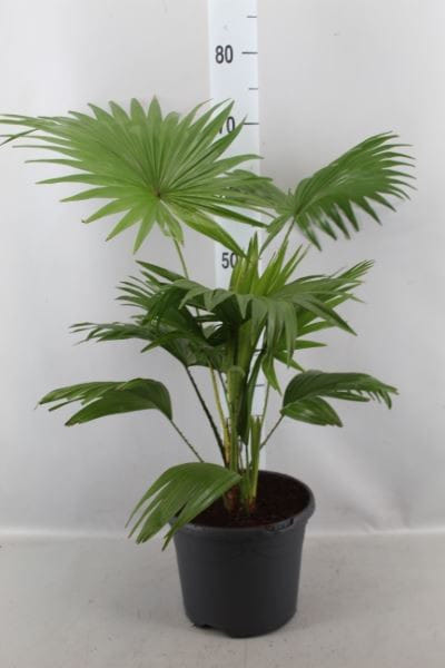 Ливистона /левистона/ веерная Пальма