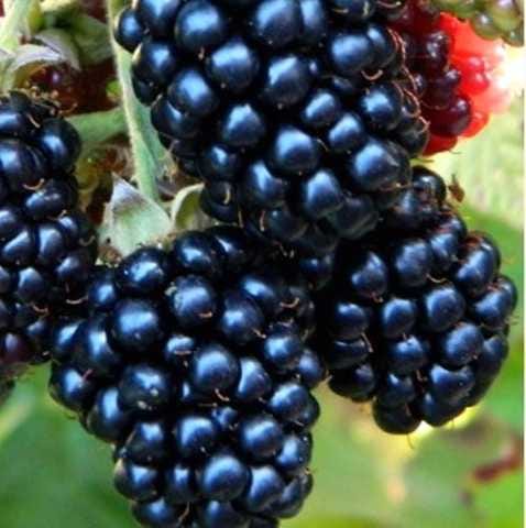 Ежевика бесшипая Сатин Блэк 3года садовая