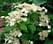 Гортензия черешковая Альба садовая