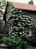 Гортензия черешковая Альба садовая