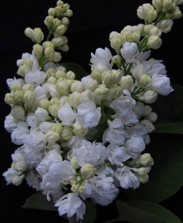 Память о Колесникове сирень садовая