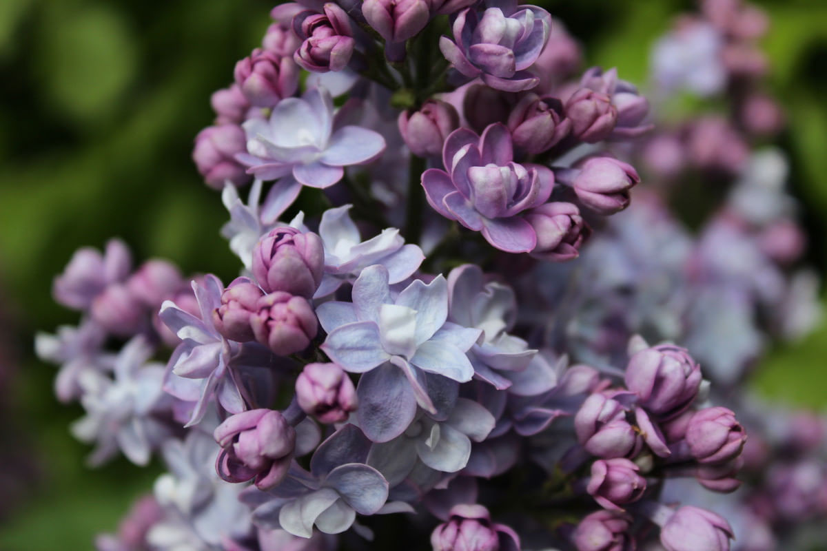 Катерина Хавемейер сирень голубая садовая