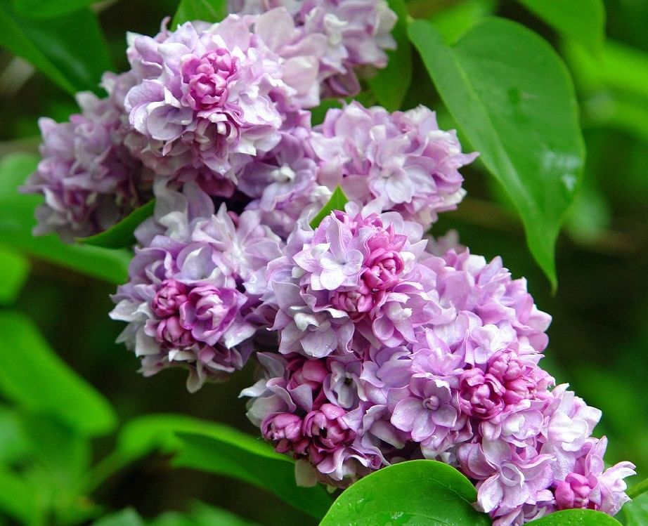 Катерина Хавемейер сирень голубая садовая