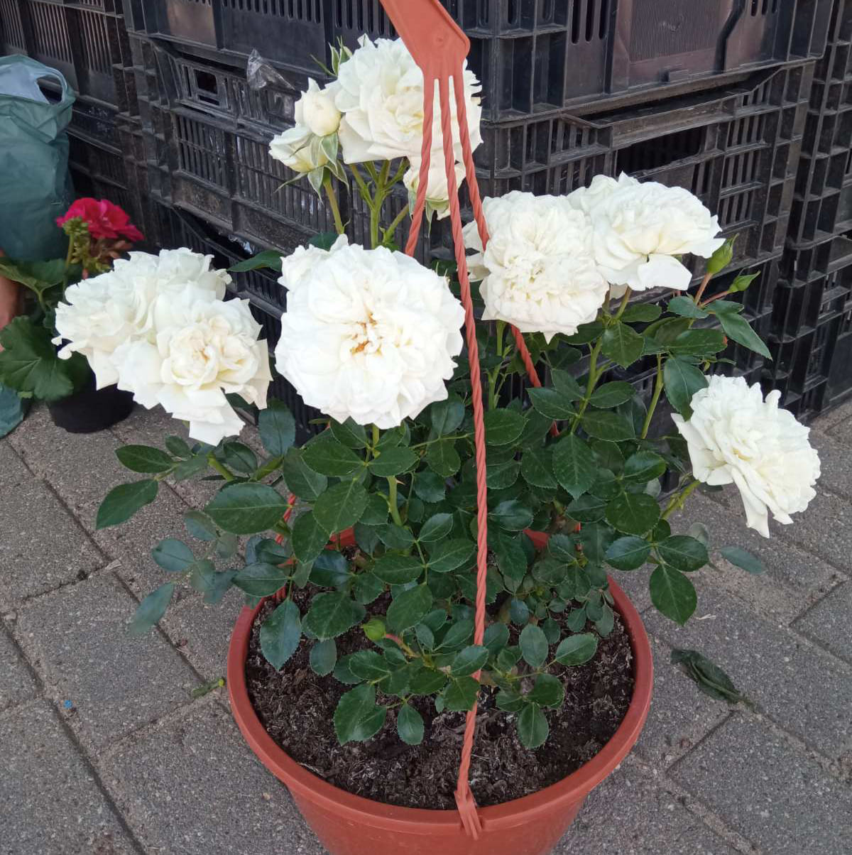 Кашпо Розы Свани