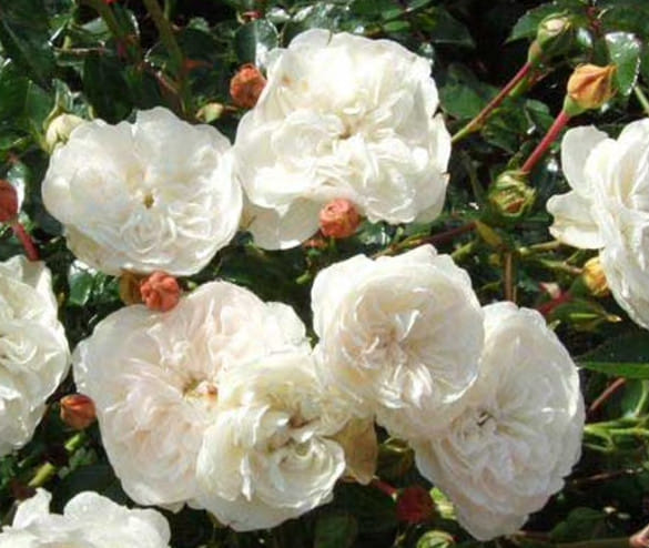 Кашпо Розы Свани