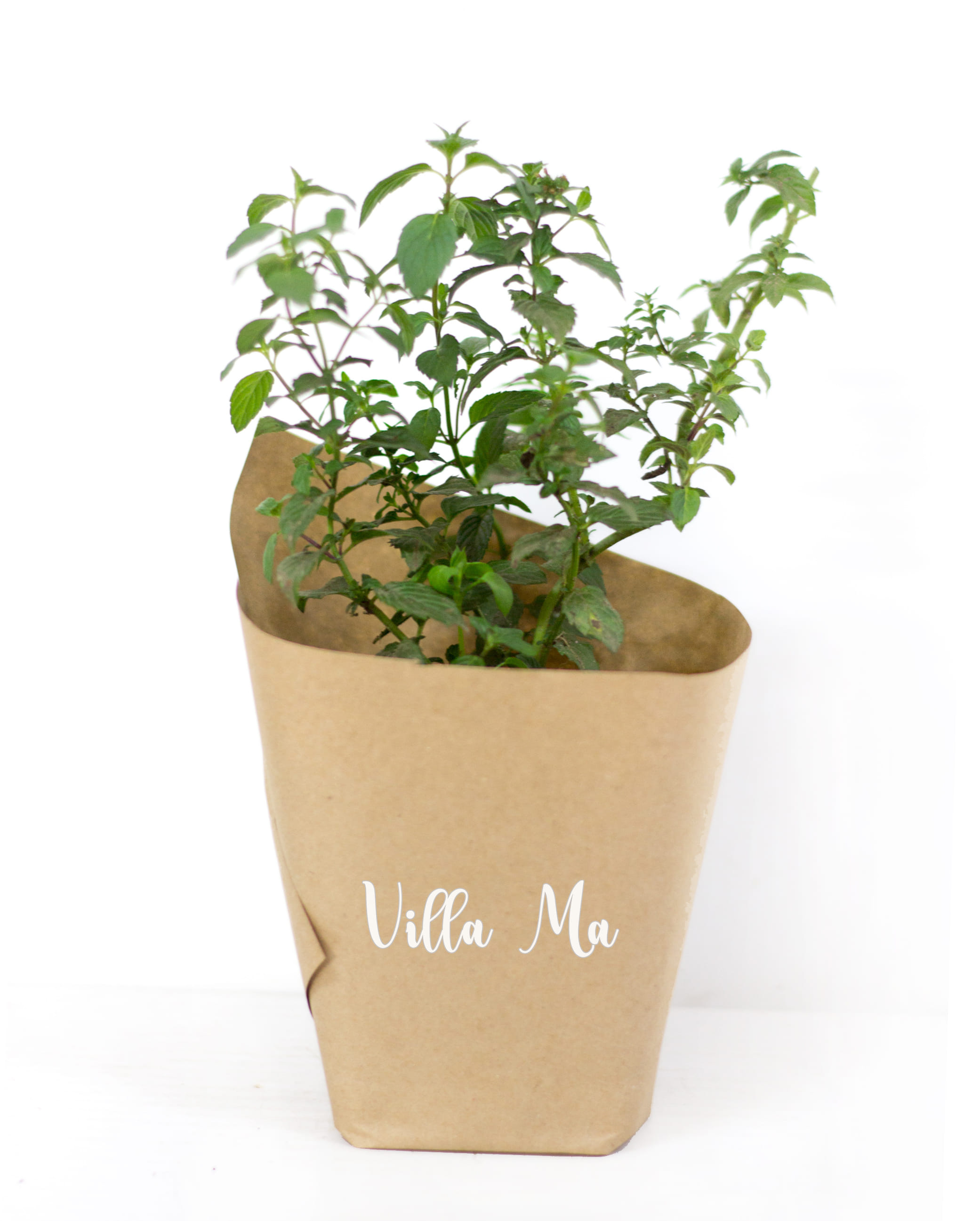 Мята мелколистная РБ