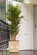 Бамбуковая пальма 180 см искусств.