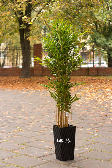 Бамбуковая пальма 180 см искусств.