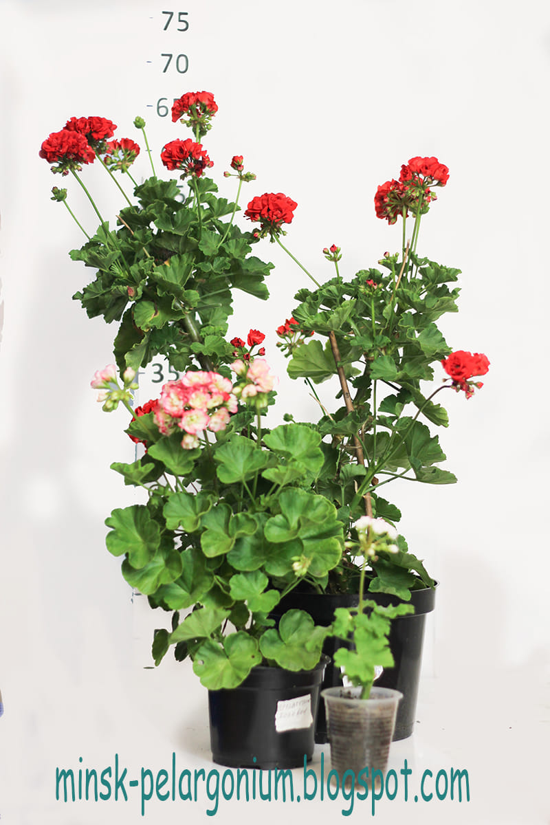 Свежесрезанные черенки коллекционной пеларгонии