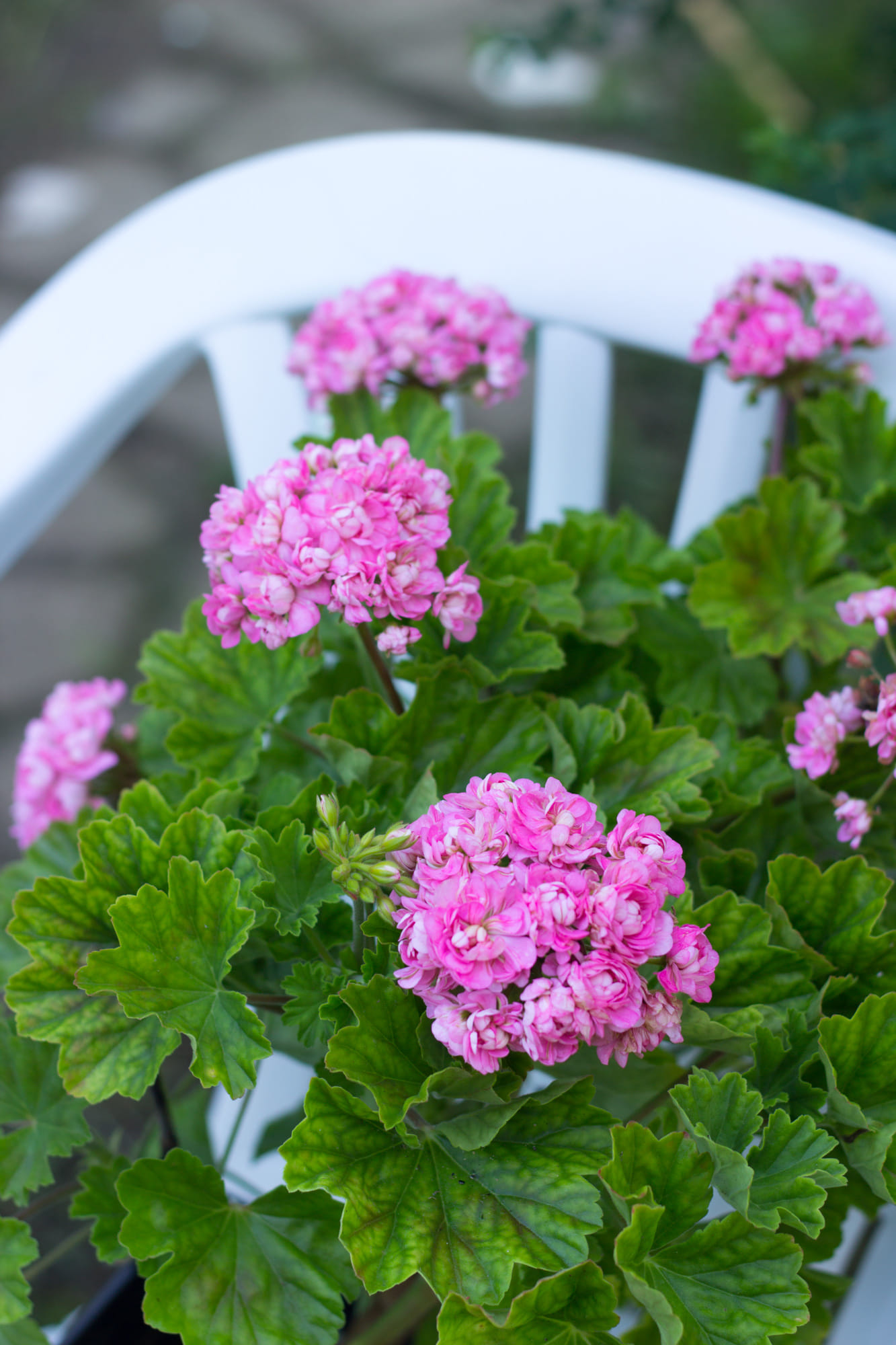 Свежесрезанные черенки коллекционной пеларгонии