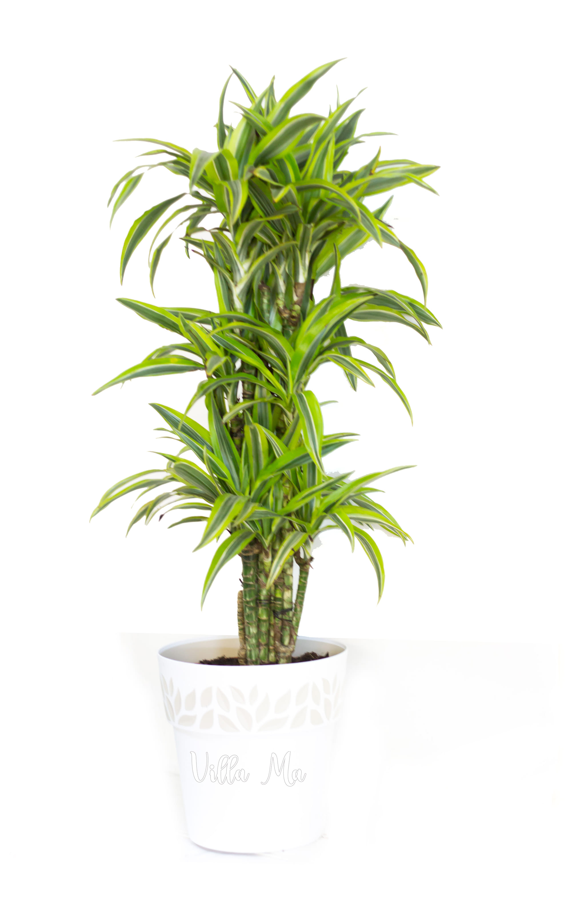 Драцена Лемон Лайм