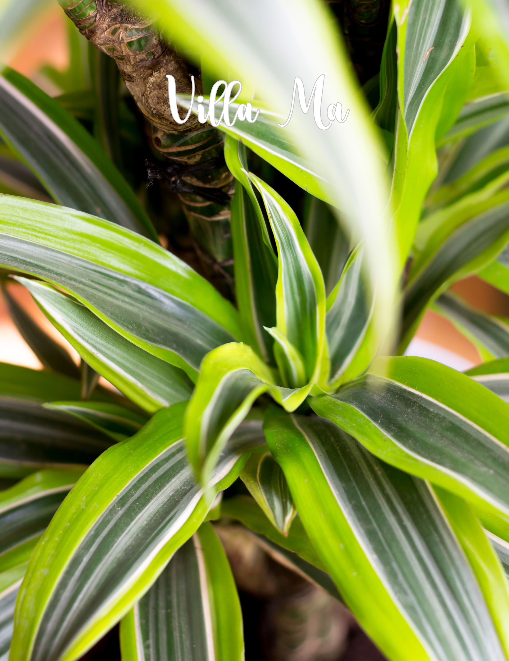 Драцена Лемон Лайм