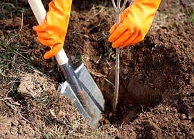 Озеленение