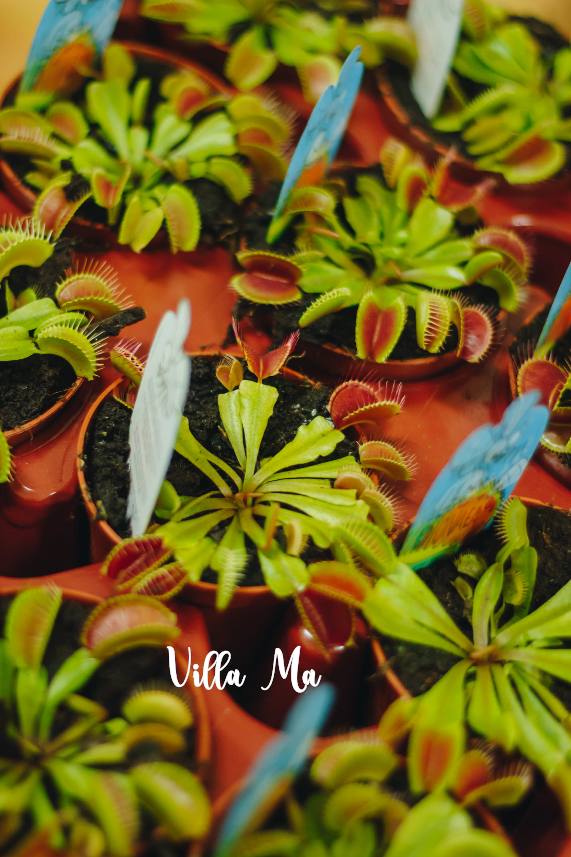 Венерина мухоловка Дионея. Сорта и виды