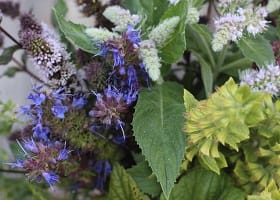 *Огород на подоконнике