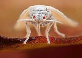 Средства от насекомых вредителей