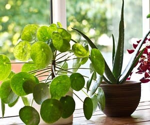 Популярные декоративные