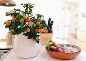 ДОМАШНИЕ РАСТЕНИЯ