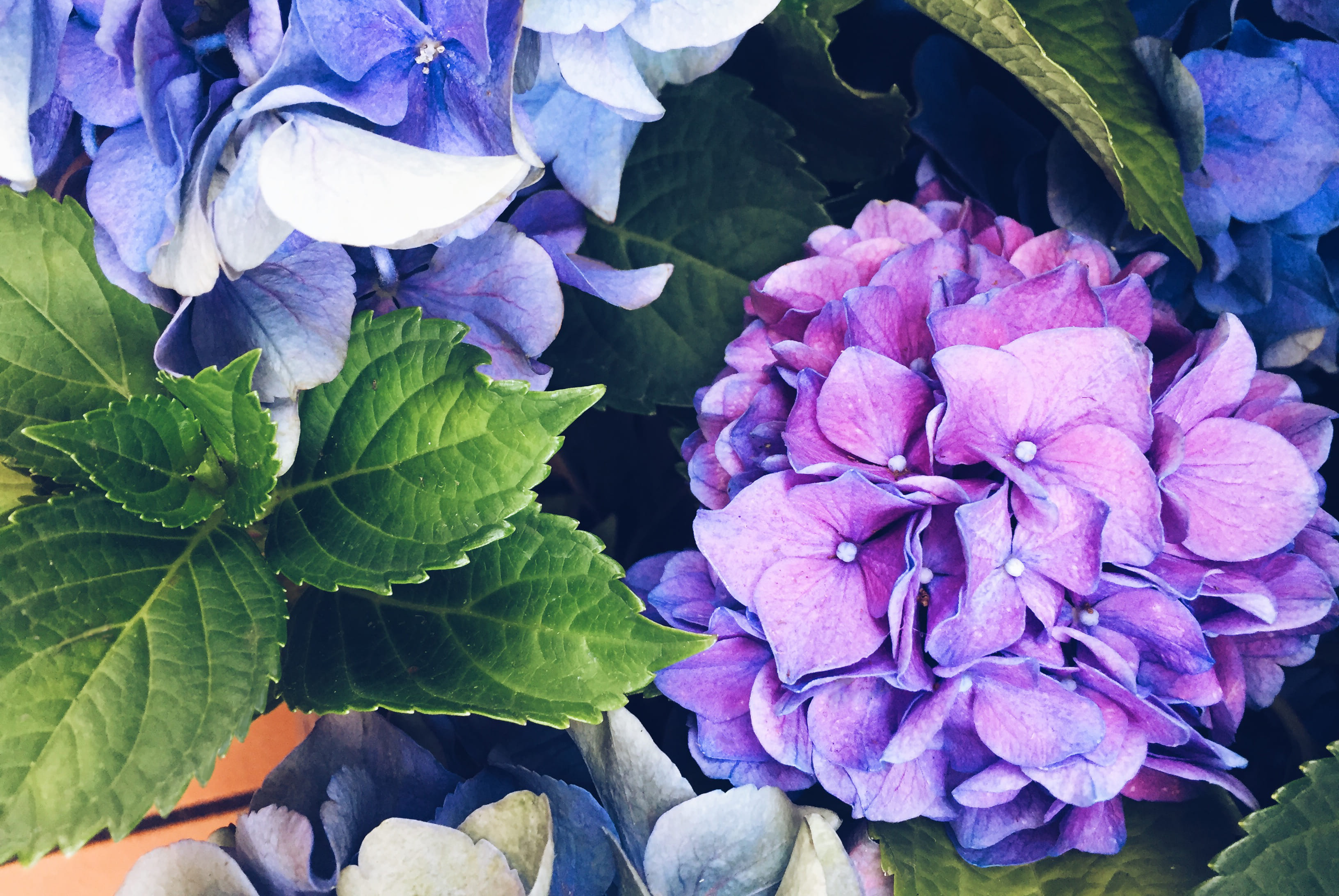 Цветущие и плодовые