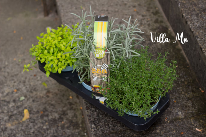 Огород на подоконнике